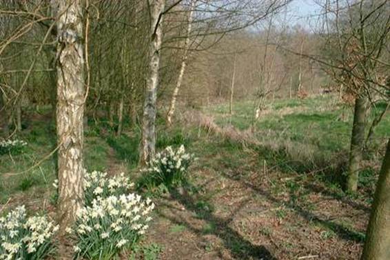 copse in spring