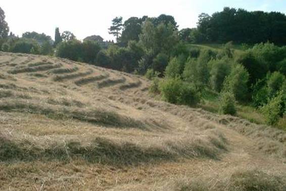 hayfield